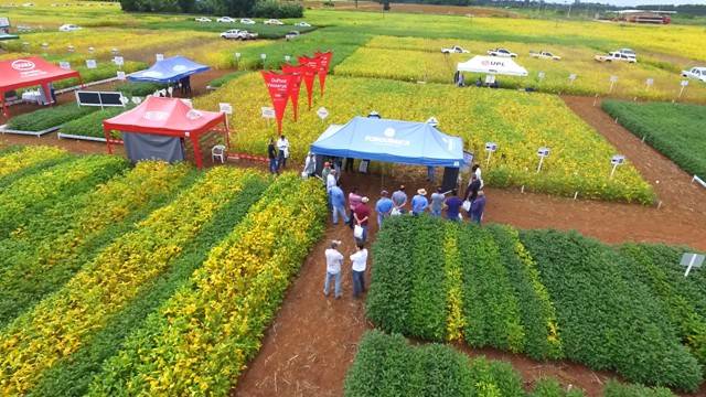 Apresentando inovações da ciência, dias de campo atraem produtores e profissionais do agronegócio em Cerejeiras