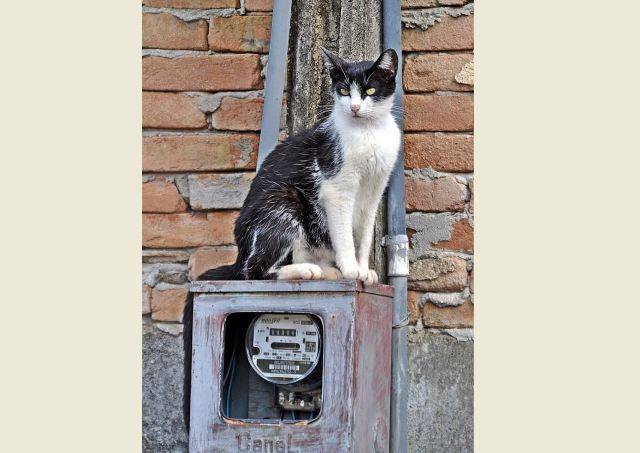 Revoltados com contas de luz exorbitantes, vilhenenses apóiam até “gatos” contra a Energisa na cidade