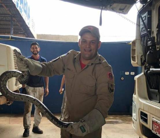 “Importada” de Porto Velho, jibóia é encontrada em motor de caminhão e assusta mecânicos em Vilhena