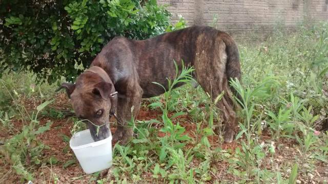Crueldade: cãozinho ferido e com fome é amarrado em bairro de Vilhena; ONG de resgate é acionada