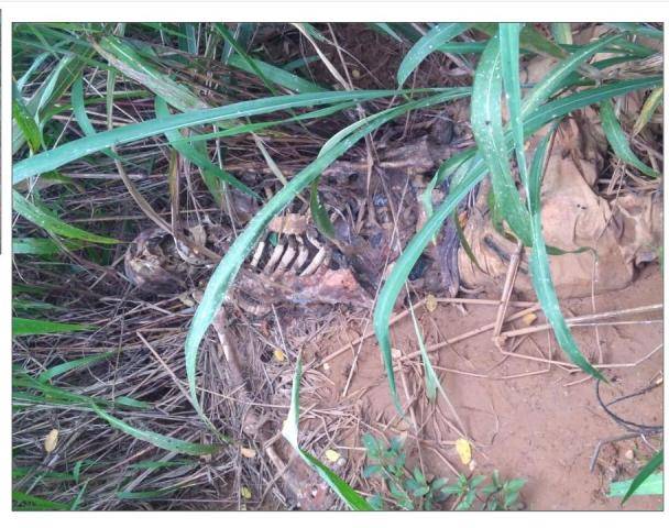 Mau cheiro faz sitiante encontrar ossada humana na tarde deste domingo, em Vilhena