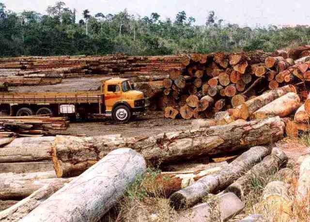 DEPUTADOS REVOGAM PROTEÇÃO A 1 MILHÃO DE HECTARES DE FLORESTAS EM RO