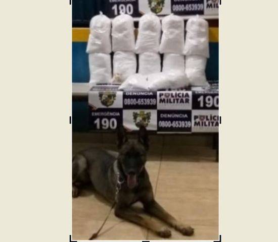 Casal passa noite em cidade vizinha e acaba preso após cadela policial encontrar 23 kg cocaína em carro