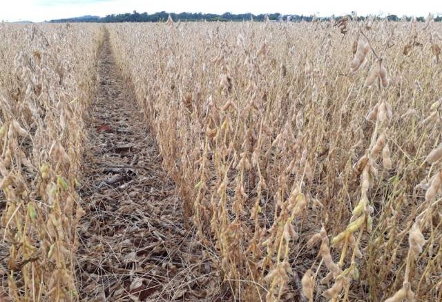 Com boa produtividade, colheita de soja está na reta final em Cerejeiras e atrasa nas lavouras de Corumbiara