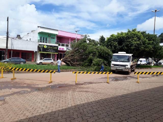 Prevendo críticas, prefeitura divulga nota explicando corte de árvores em avenida de Cerejeiras