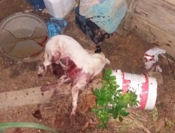 Em Vilhena, pitbull é abatido a tiros pela Polícia Militar após atacar um casal