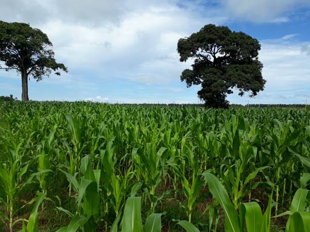 Com boa expectativa e antes do início da colheita, metade dos agricultores já negociou safra de milho em Cerejeiras
