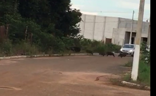 ASSISTA: vídeo mostrando manada de porcos do mato fugindo de cães viraliza em bairro de Vilhena