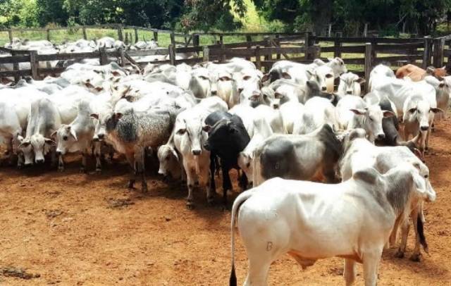 Colorado do Oeste: fazendeiro aciona polícia após perceber que teve 17 cabeças de gado foram furtadas