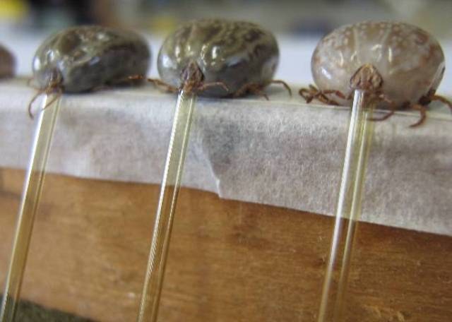 CARRAPATOS DESCOBERTOS EM RONDÔNIA GANHAM REPERCUSSÃO MUNDIAL