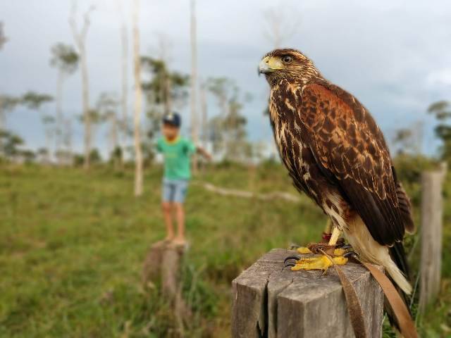 Gaviões treinados por biólogo ajudam a acabar com infestação de pombos em escolas de Vilhena