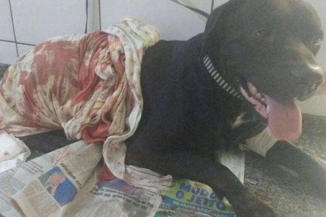 Usando o próprio celular, garoto filma esquartejamento de Pinscher em Vilhena; labradora também foi morta a pancadas