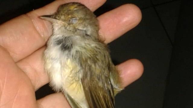Seca começa em Vilhena: incêndios devastam áreas próximas à cidade e dizimam fauna silvestre