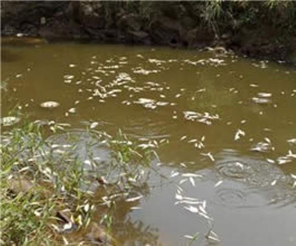 GÁS SULFÍDRICO ENVENENA PEIXES E JACARÉS EM RIO DE RONDÔNIA