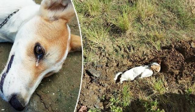 Polícia é acionada após dezenas de cães e gatos morrerem envenenados por motoqueiro na cidade de Cerejeiras