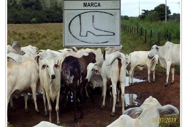 Ladrões furtam gado avaliado em R$ 33 mil na área rural de Cerejeiras e donos oferecem R$ 2 mil por informações