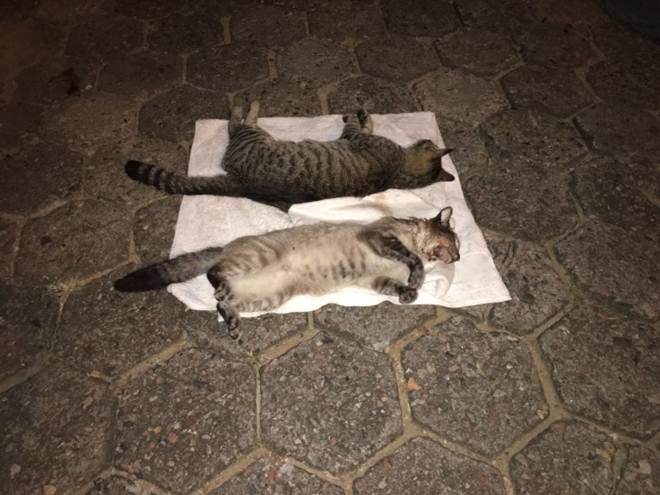 Vilhena: pedreiro aciona polícia e aponta vizinhos como suspeitos de matar seus gatos por envenenamento