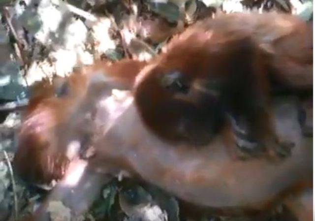 ASSISTA: agricultor encontra filhote de Bugio tentando mamar na mãe morta e vídeo viraliza no Cone Sul