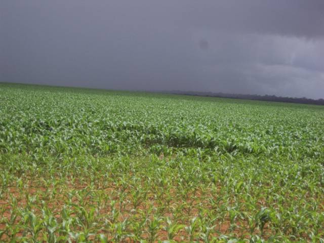 Estimativa da Conab prevê recorde na produção regional de grãos em Rondônia; Vilhena lidera no Estado