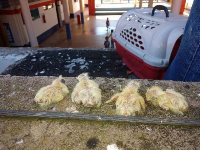 Infestação de pombos cria transtornos, causa problemas ambientais e vira caso de polícia em Vilhena