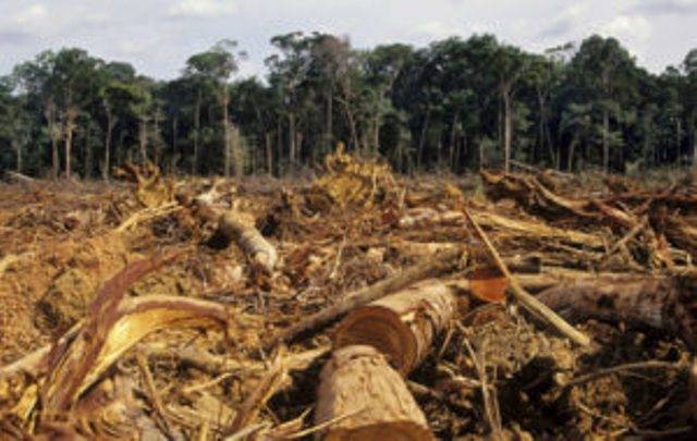 Em seu blog, senador de Rondônia fala de queimadas na Amazônia e manda Bolsonaro tirar “cabeças de bagre” do governo