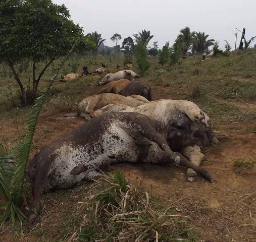 Fúria dos céus: tempestade de raios mata dez vacas em distrito na região central de Rondônia