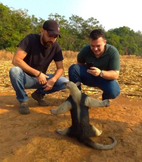 VÍDEO: no Dia da Amazônia, prefeitura de Vilhena devolve à natureza animais resgatados durante queimadas