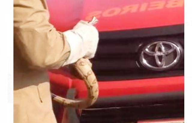 VEJA VÍDEO: em Vilhena, Bombeiros são acionados para retirar cobra escondida em motor de carro