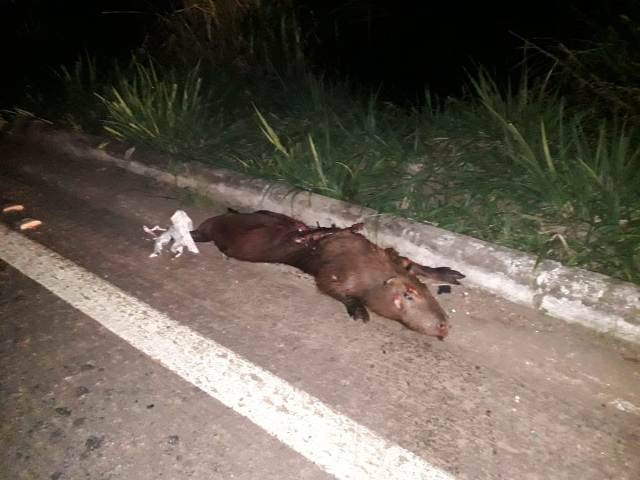 Estudante do IFRO cai de moto, após atingir e matar capivara na pista da BR 435, em Colorado do Oeste