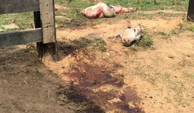 Ladrões infernizam propriedades rurais no Cone Sul; em Colorado do Oeste, vaca foi abatida e “carneada”