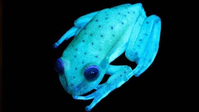 VEJA FOTOS: visita exploratória da Prefeitura com especialistas do Rio de Janeiro encontra sapo “fluorescente” em Vilhena