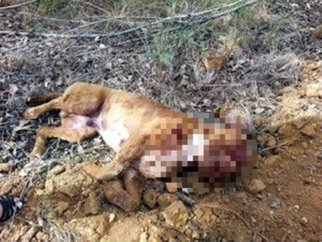 Policial militar é obrigado a abater, a tiros de pistola, cão da raça pit bull que atacava pastor belga em Vilhena