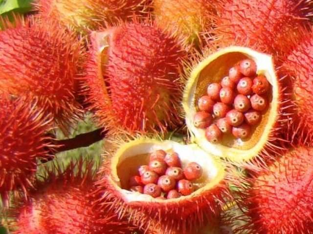 COMEÇA COLHEITA DO URUCUM EM CORUMBIARA; SAFRA SERÁ 30% MENOR