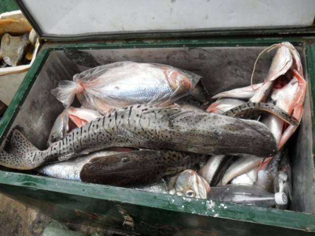 Feirante perde 150 quilos de peixes e denuncia Energisa na polícia por apagão de sete horas em Vilhena
