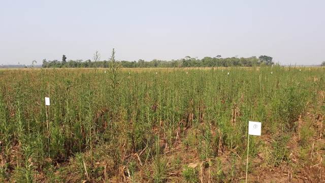 Plantas daninhas de difícil controle atormentam produtores rurais na região de Cerejeiras e ameaçam lavouras