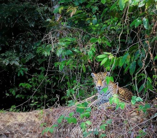 Turista do Mato Grosso consegue fotografar onça pintada em rio do Cone Sul; animal vive em área protegida