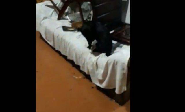 ASSISTA VÍDEO: em rua recém-pavimentada, moradora vive drama com casa alagada após temporal; prefeitura se manifesta