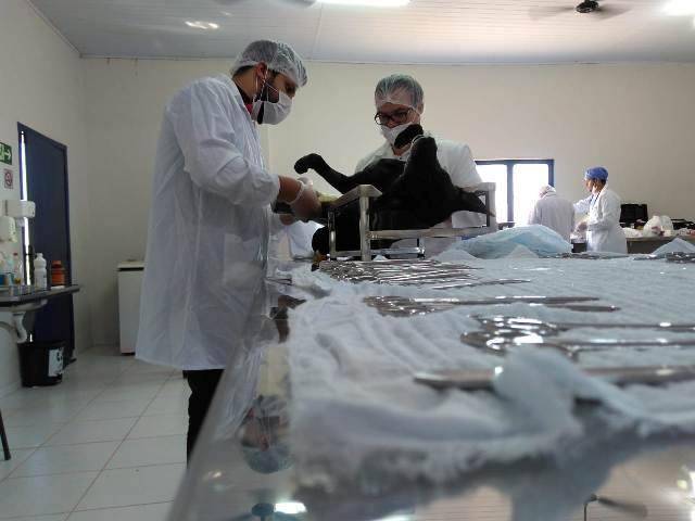 Faculdade investe na ampliação de estrutura e firma parceria com ONGS, oferecendo cirurgias e “castrações solidárias” de animais