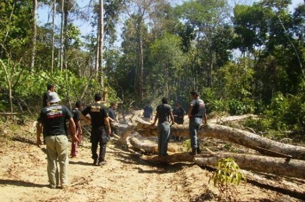 MADEIREIROS DEVASTAM RESERVA NO DIVISA DE MATO GROSSO COM RONDÔNIA