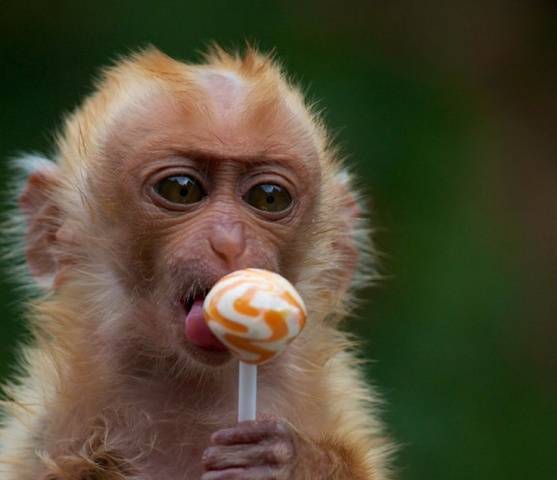Em nova crônica bem humorada, pastor vilhenense usa “causo de macaco” para alertar sobre a ingratidão