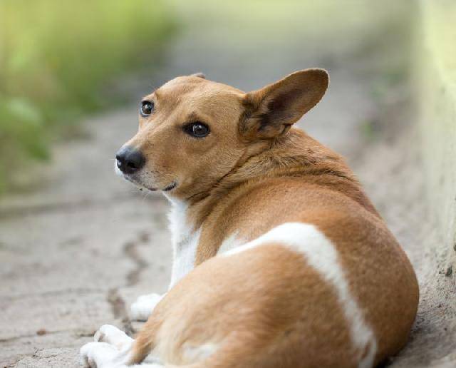 Polícia Militar é acionada para conter cachorra em escola rural e avô de aluna faz desabafo nas redes sociais