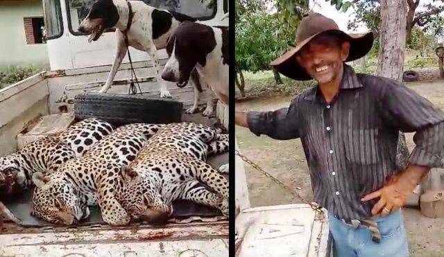 VÍDEO: delegado da PF em Rondônia critica massacre de onças e Polícia Ambiental do MT procura “autor da façanha”