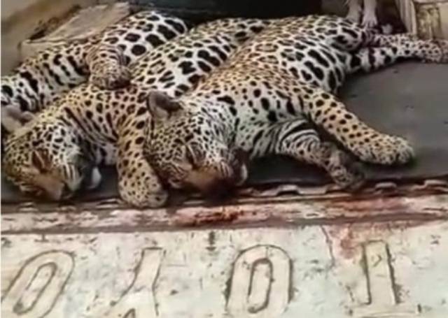 Após vídeo mostrando onças abatidas a tiros viralizar no país, polícia descobre fazenda onde aconteceu crime ambiental