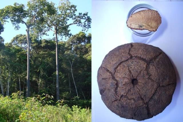 Etnia indígena de Rondônia bate recorde na produção de castanhas e agora quer eliminar atravessadores