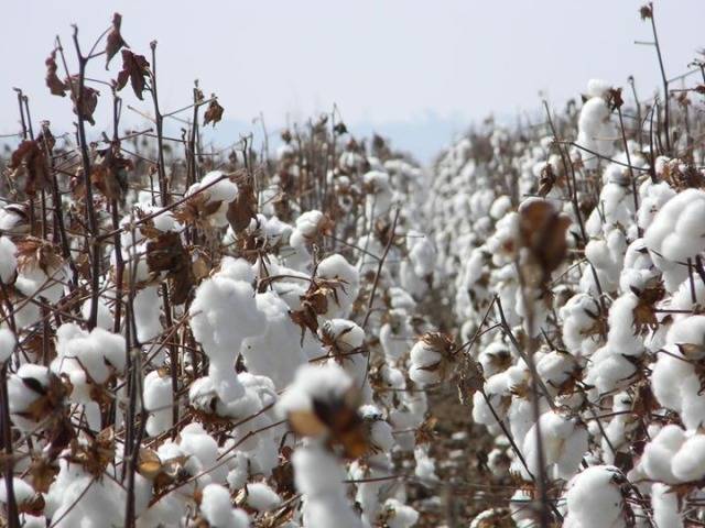 Conab prevê que área plantada de algodão vai quase dobrar; três cidades do Cone Sul concentram lavouras da pluma