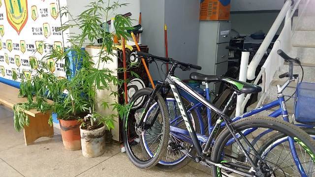 Investigando espancamento de garota, polícia recupera objetos furtados e encontra “lavoura” de maconha
