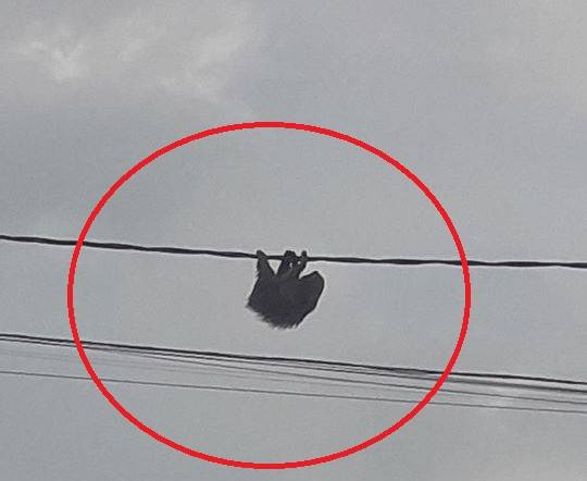 Bicho-preguiça é flagrado se equilibrando em fiação elétrica; Bombeiros e Polícia Ambiental são acionados