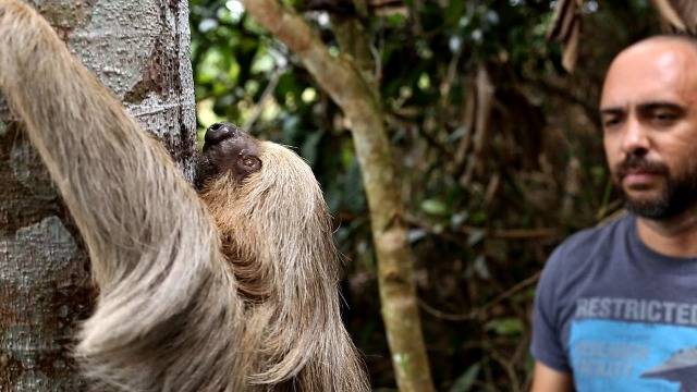 Bicho-preguiça se equilibrando em fiação, mostrado pelo FOLHA DO SUL ON LINE, é resgatado e devolvido à natureza