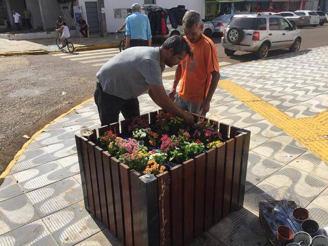 Vândalos atacam, roubam flores e frustram tentativa da prefeitura de embelezar avenidas da cidade