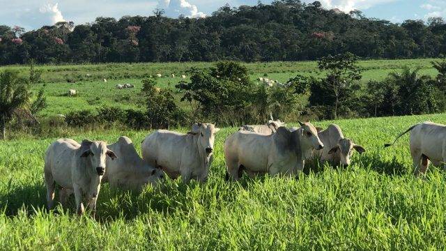ASSISTA VÍDEO: fazenda do Cone Sul onde aconteceu tragédia pertence a pioneiro e é exemplo de produtividade em Rondônia